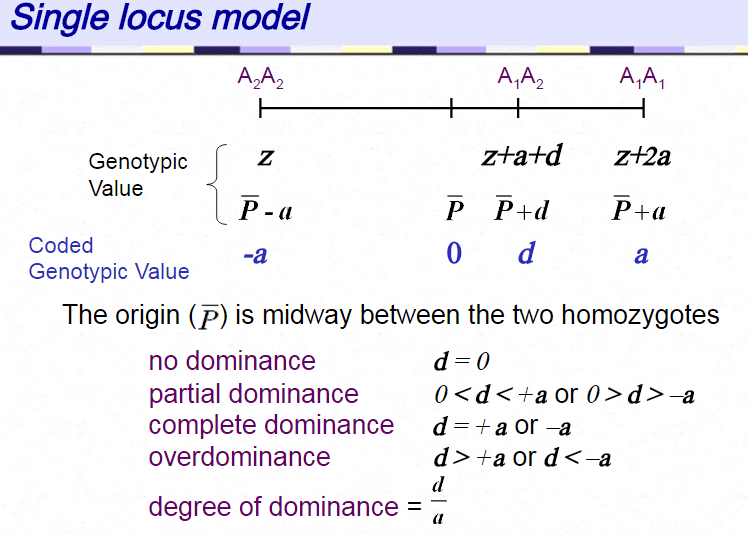Bagaimana cara membenarkan mengapa fenotipe dominan - Quora