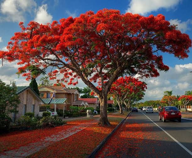 Apa saja pohon di Indonesia yang dapat berbunga melimpah seperti pohon  sakura? - Quora