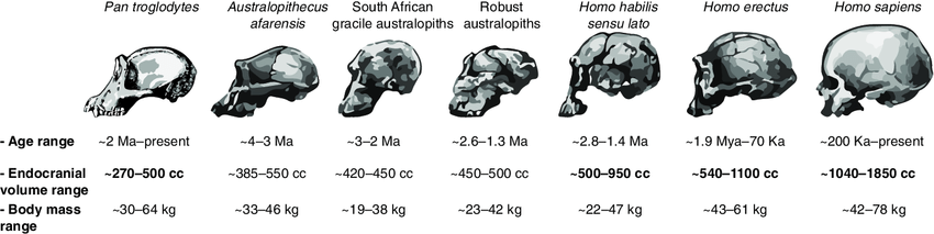 Bagaimana cara ilmuwan menghitung volume otak manusia purba? - Quora