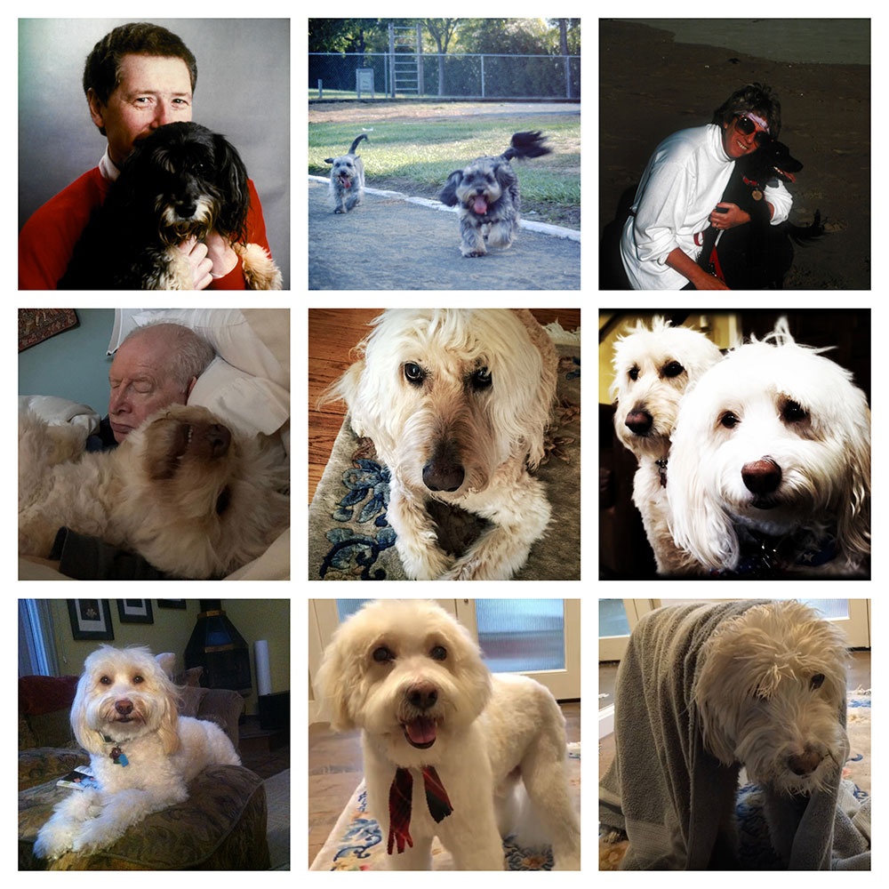 Apa anjing tercantik yang pernah kamu lihat? - Quora