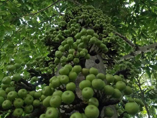 Apa itu buah kuldi, seperti apa bentuknya? - Quora