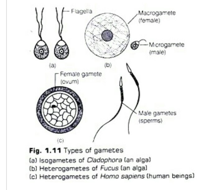 Pada spesies apa pembuahan eksternal terjadi? - Quora