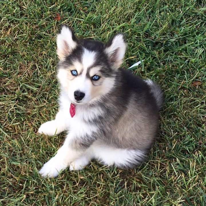 Apa arti istilah &lsquo;somplak&rsquo;? - Quora