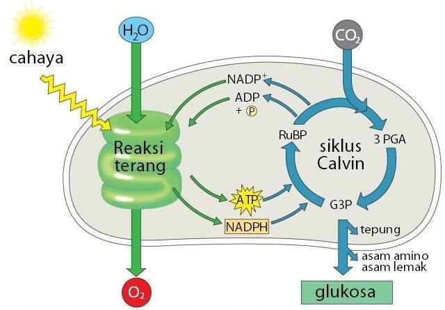 Berapa banyak CO2, ATP, dan NADPH untuk menghasilkan 1 glukosa? - Quora