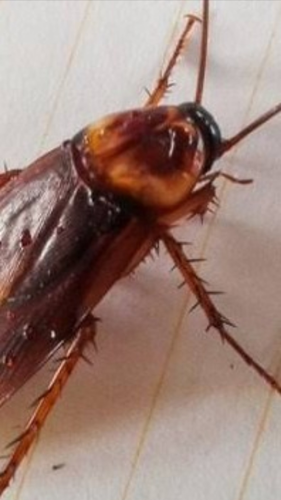 Mengapa pria takut kecoa? - Quora