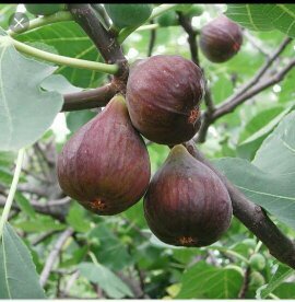 Buah apa yang dimulai dengan &lsquo;f&rsquo;? - Quora