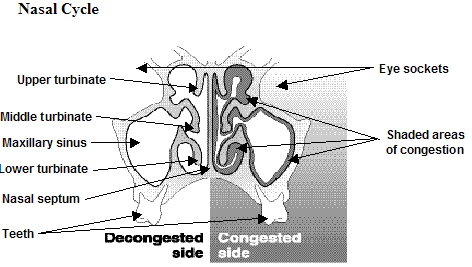 Bagaimana mengatasi hidung yang tersumbat sebelah? - Quora