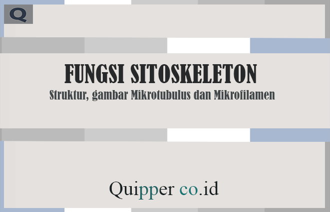 Fungsi Sitoskeleton - Struktur, gambar Mikrotubulus dan Mikrofilamen