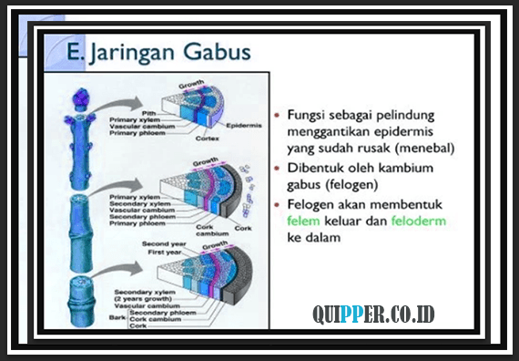 Fungsi Jaringan Gabus : Struktur, Ciri, Gambar, Bagian dan Contohnya