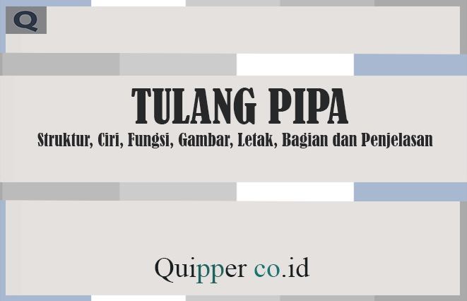 Tulang Pipa - Struktur, Ciri, Fungsi, Gambar, Letak, Bagian dan Penjelasan