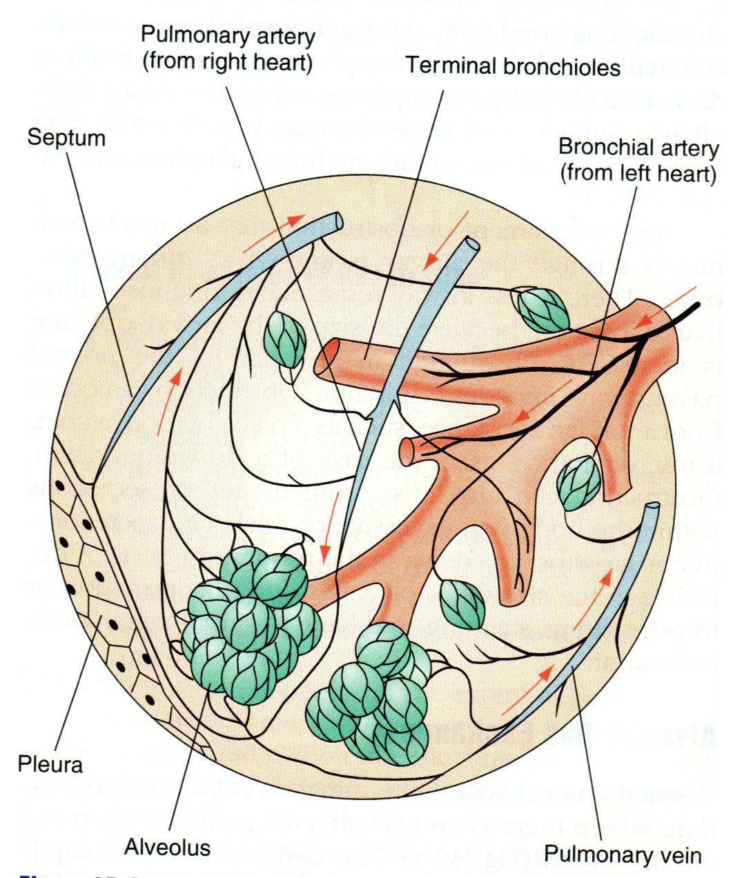 UTS KMB 1 | Science Quiz - Quizizz
