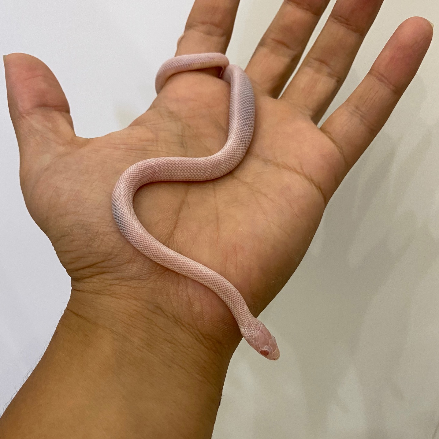 春ペポニ】ナミヘビもりもり+α | 名古屋のペットショップRemix【リミックス・ペポニ】