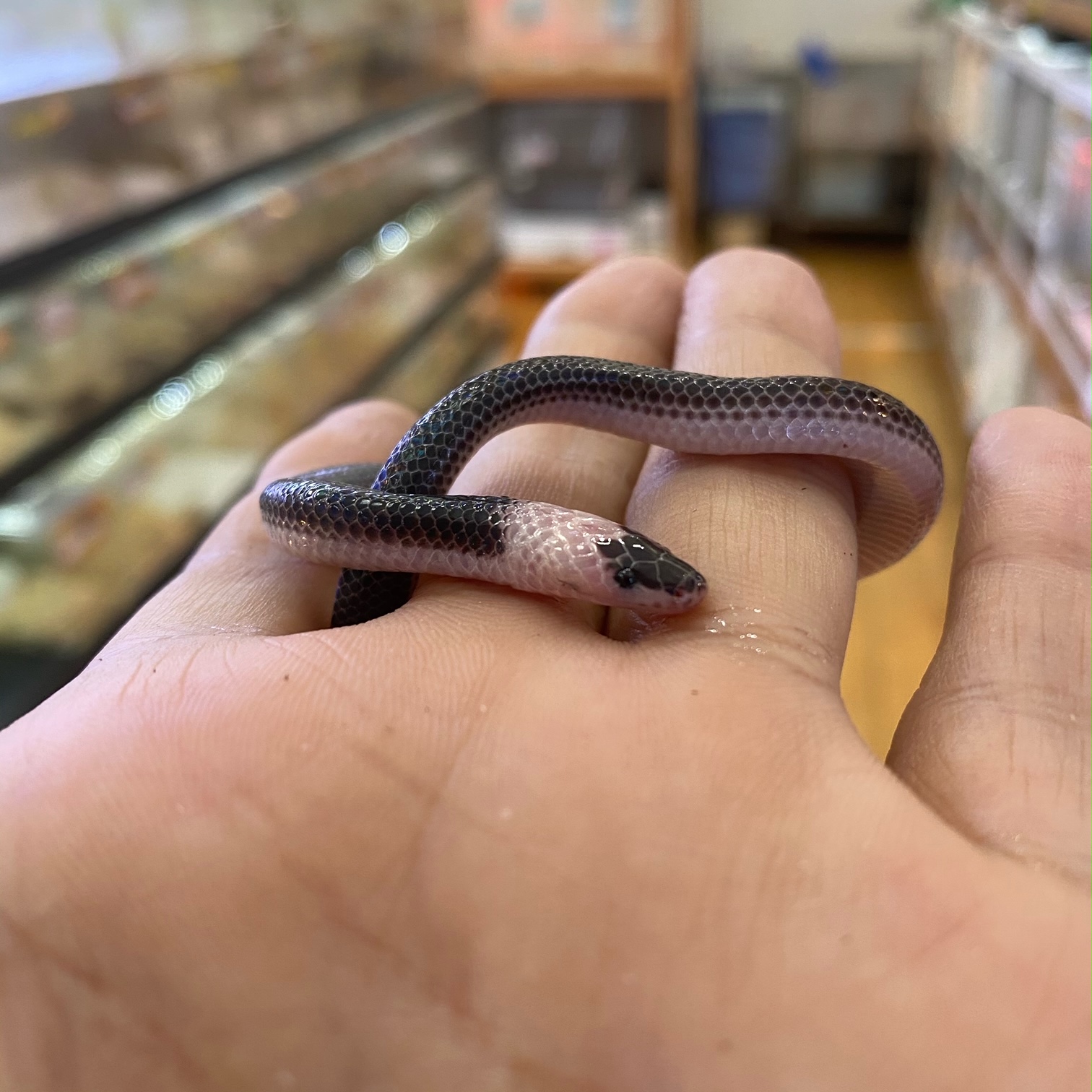 春ペポニ】CBメインの新着へび！ | 名古屋のペットショップRemix【リミックス・ペポニ】