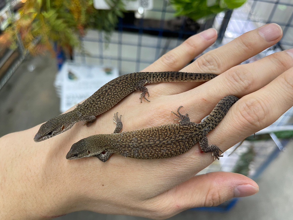 EU便等新着トカゲ@みなとペポニ | 名古屋のペットショップRemix【リミックス・ペポニ】