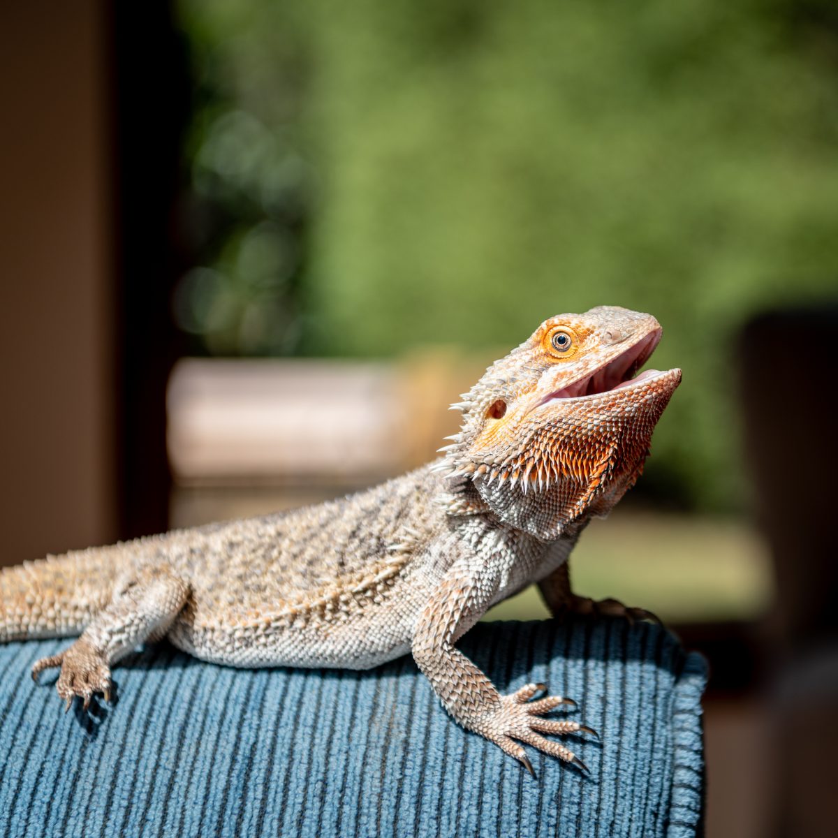 List 32+ Background Images why do bearded dragons hold their mouth open Full HD, 2k, 4k