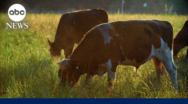 Head of cattlemen's trade group on Trump’s plan to import Argentinian beef