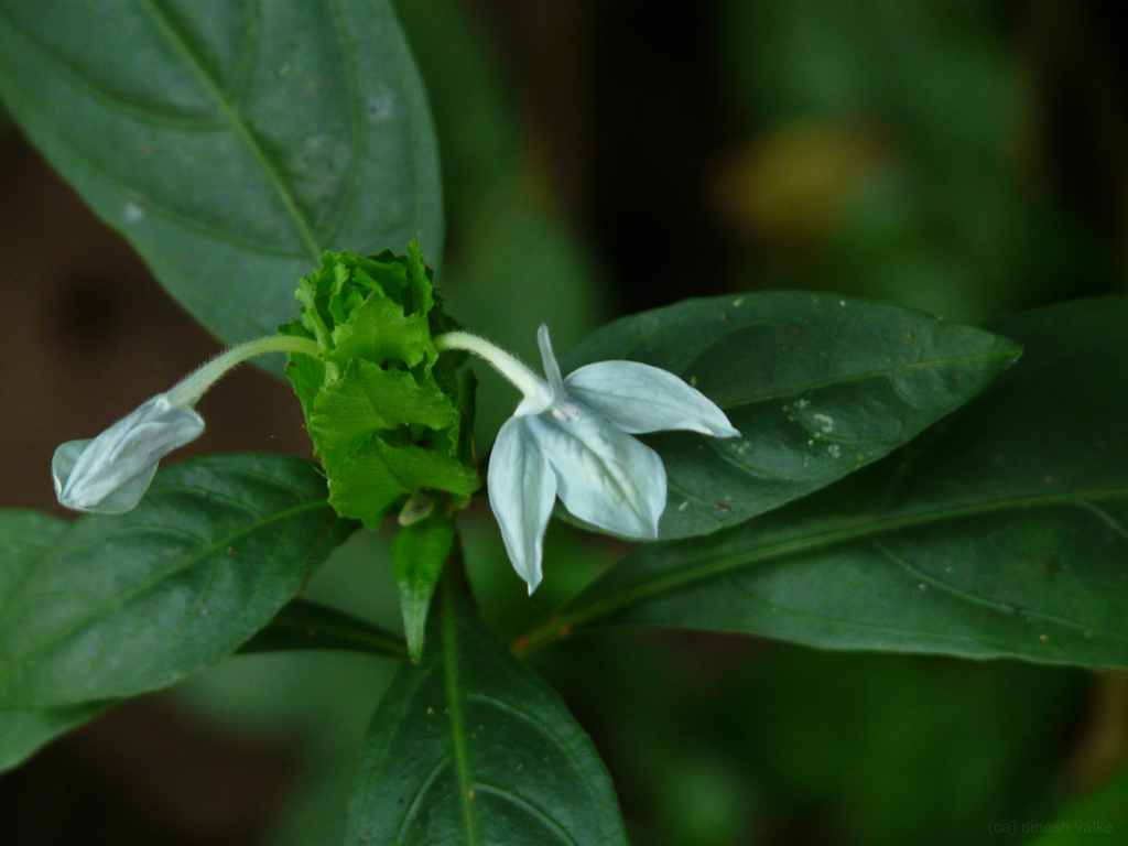 BasavanaPada (Ecbolium Viride): Ancient Remedies for Modern Ailments