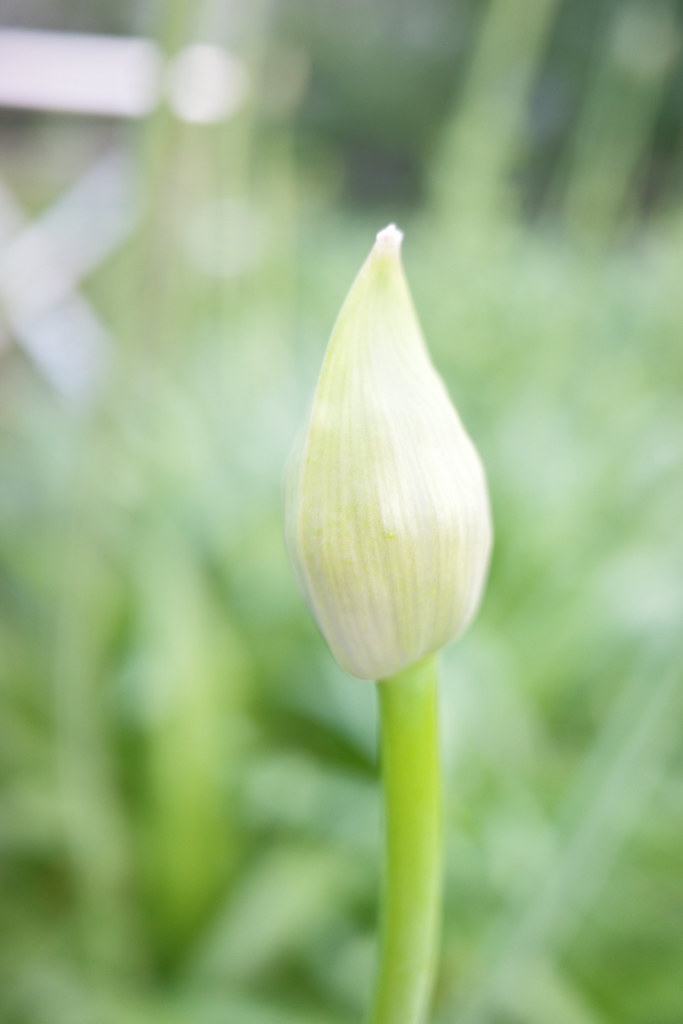agapanthus agapanthus