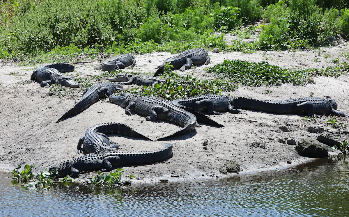 Most alligators infected with rivers in Florida: 5 most popular Gather -filled