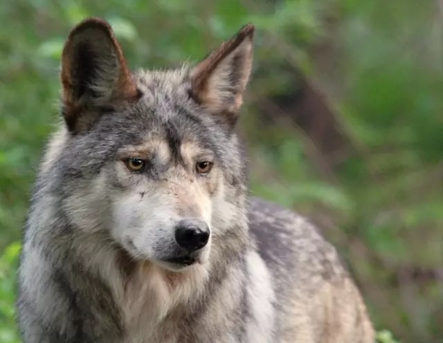 The Saga Of The Mexican Gray Wolf El Lobo Rewilding