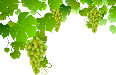 Branche Vigne Avec Raisins