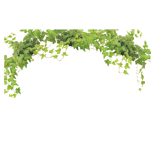 Vigne