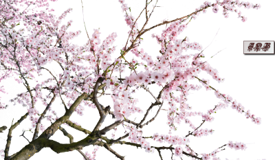 Branche Cerisier