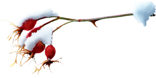 Branche Hiver