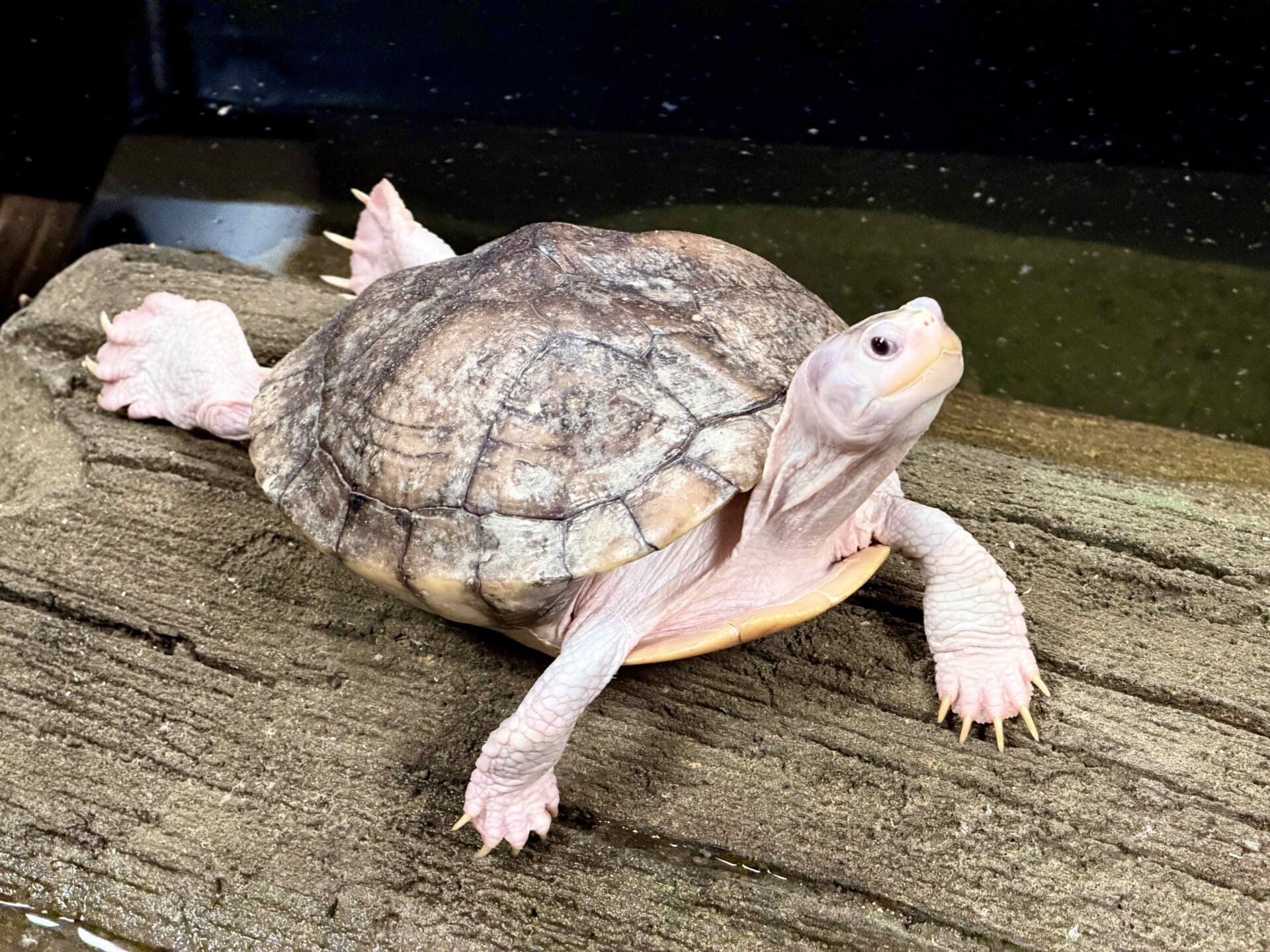 Reptile Adventure Zoo Opens This Week 14 ywAAAAAAQABAAACAUwAOw==