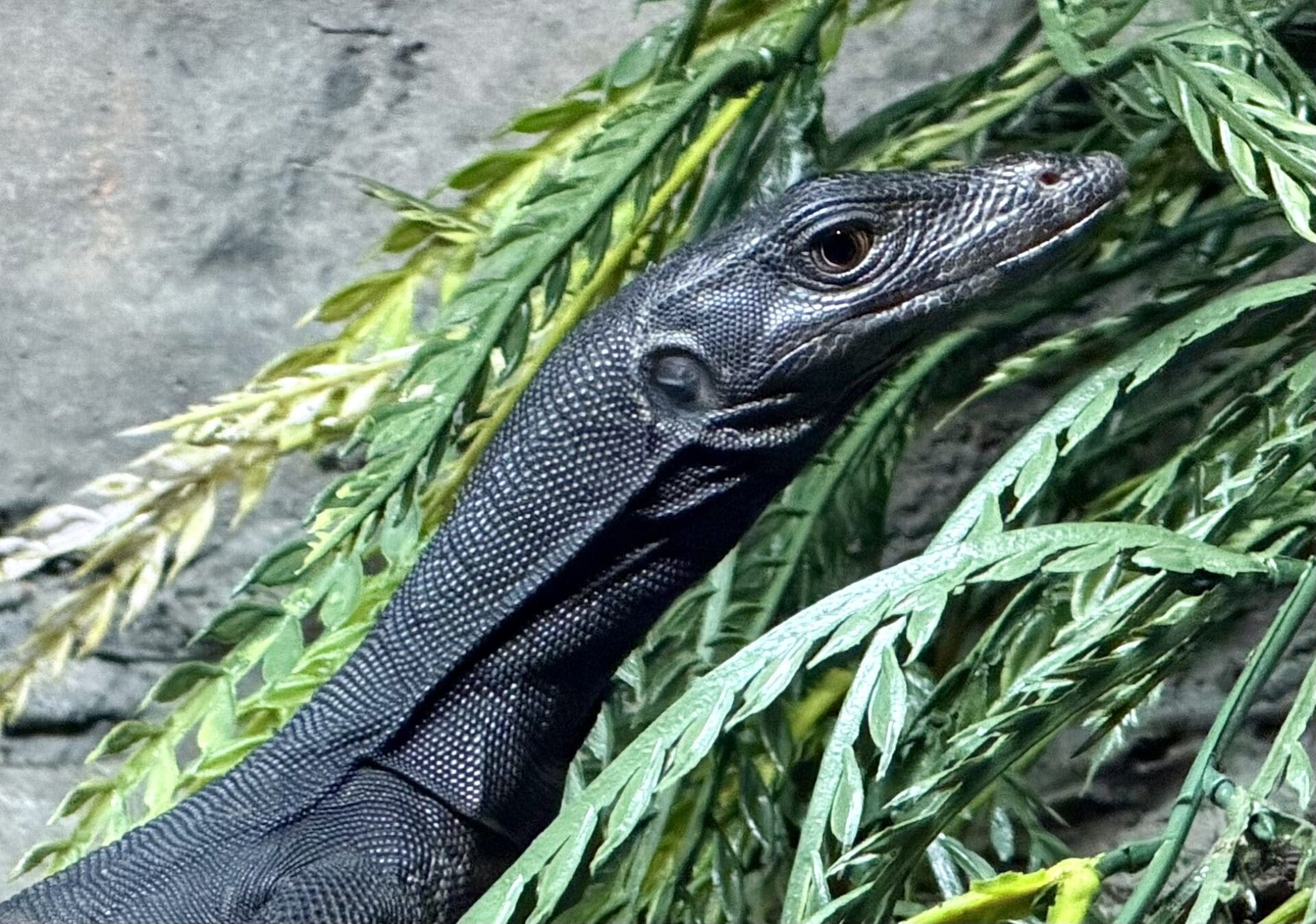 Reptile Adventure Zoo Opens This Week 17 ywAAAAAAQABAAACAUwAOw==