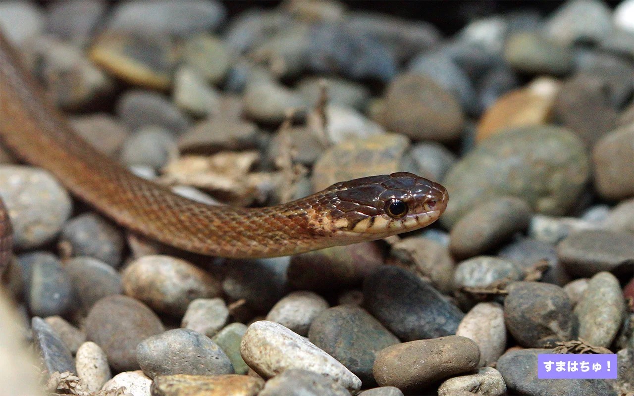 ヒバカリとは – 両爬工房マガジン