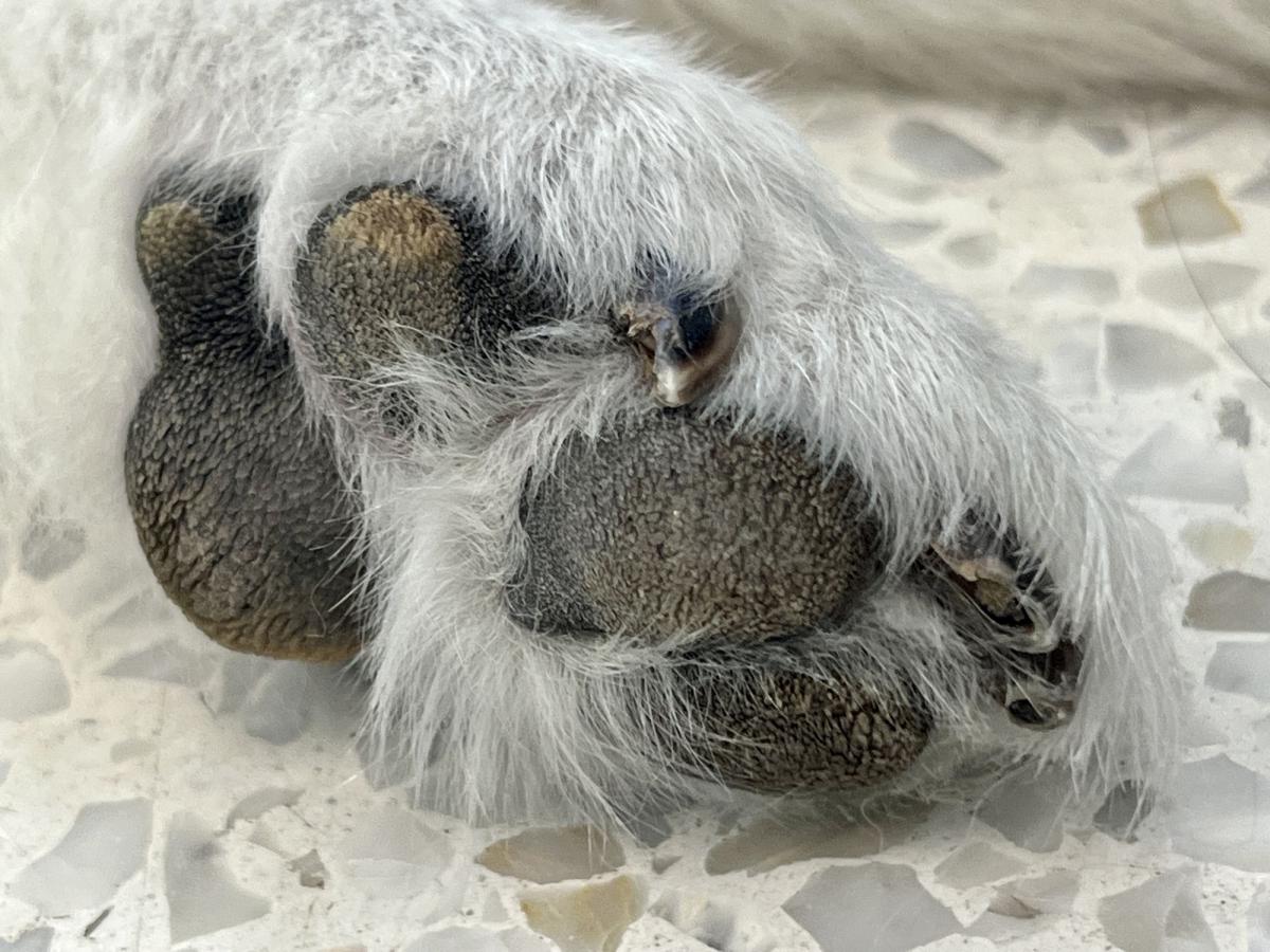 Hiperqueratose canina pata