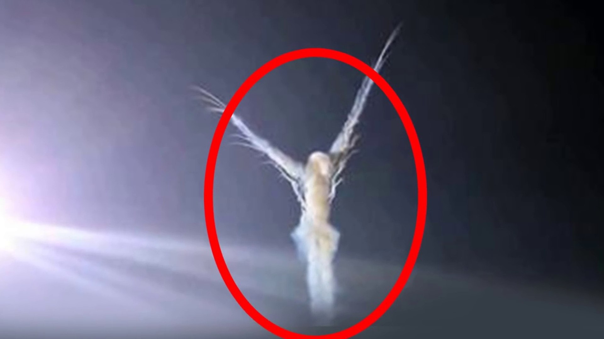 Real life photos of angels