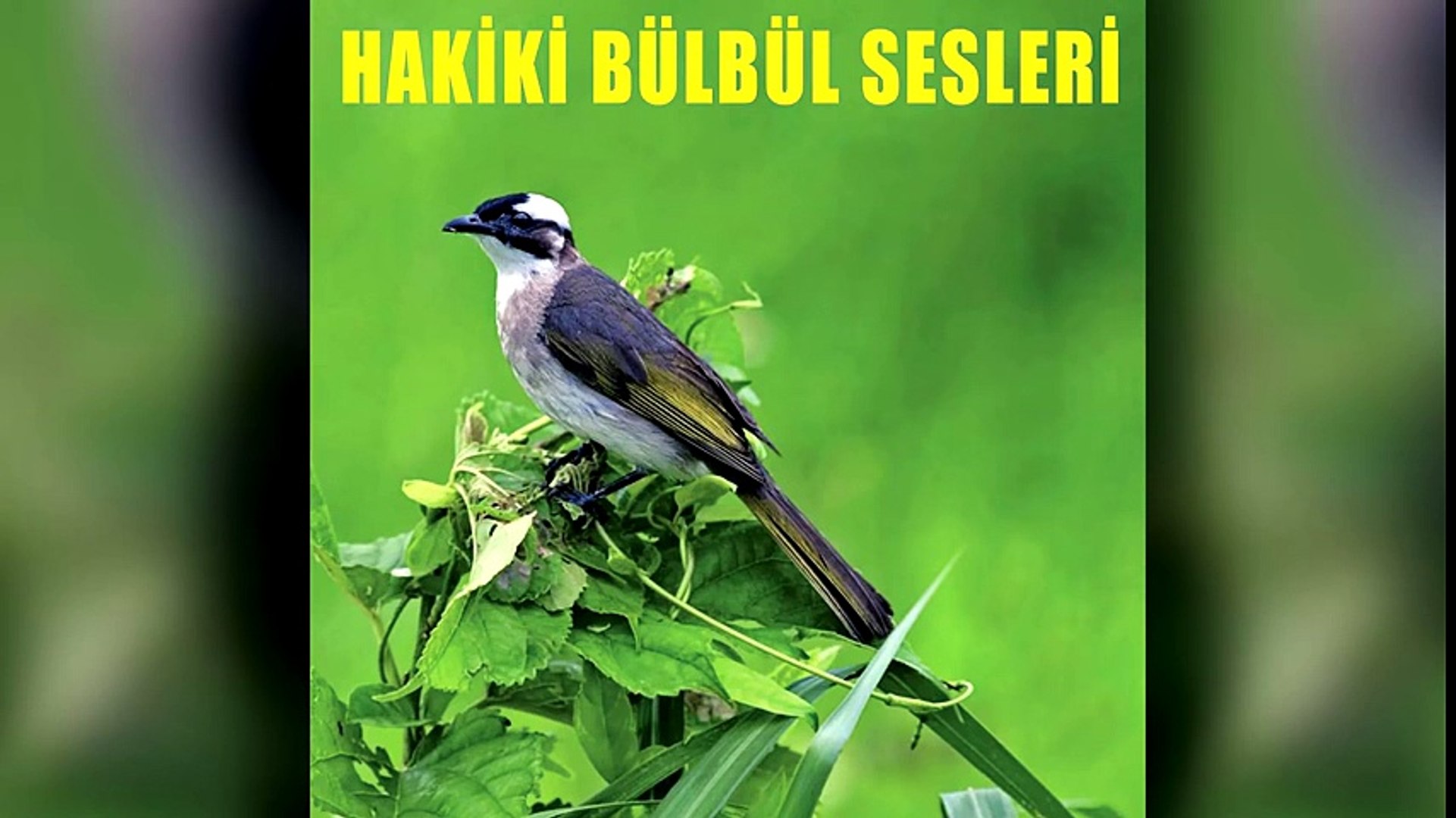 Muhabbet kuşu aşkim sesi indir mp3