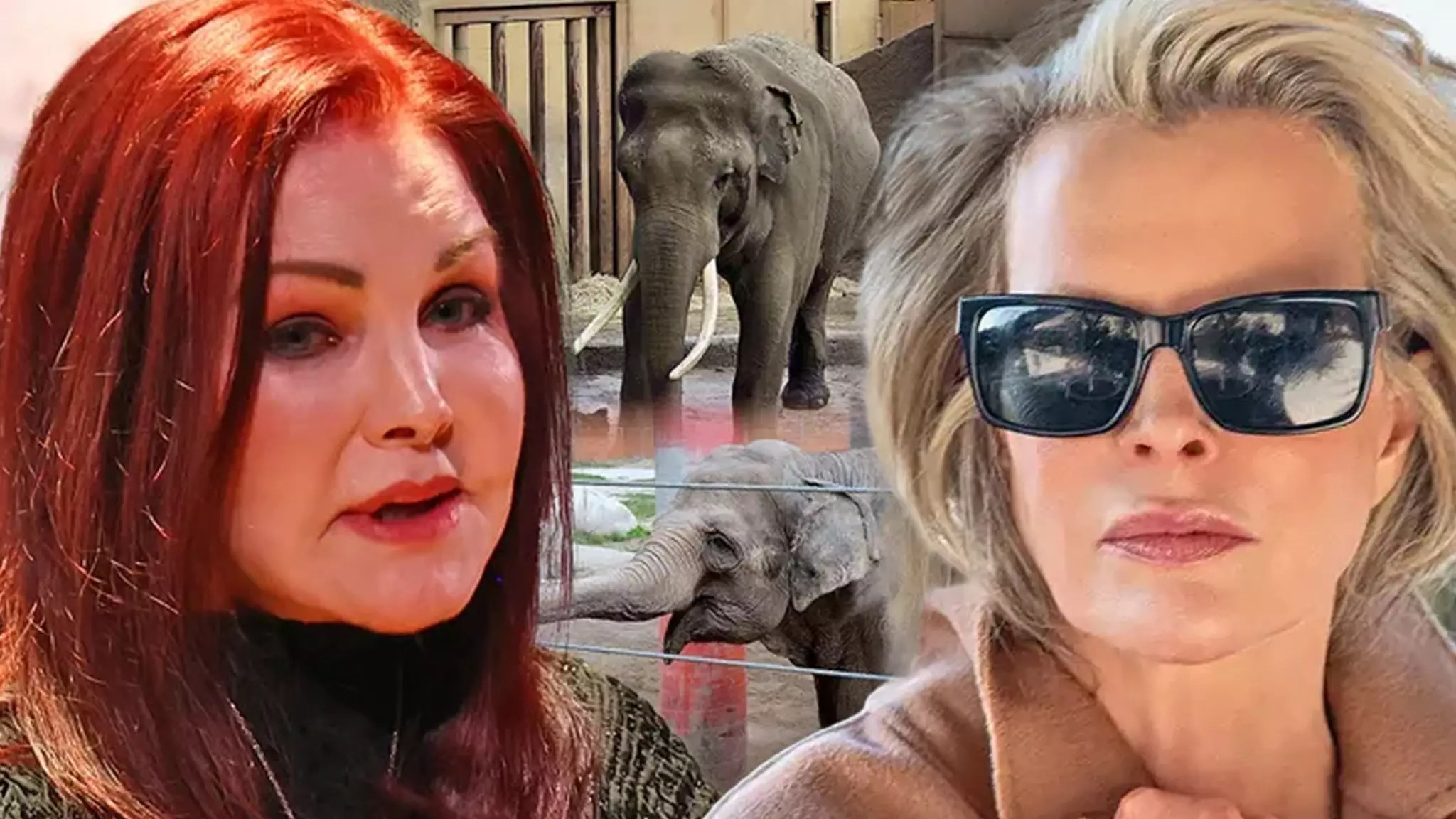 Unleashing Compassion: Celebrities Rally Against Inhumane Animal Treatment