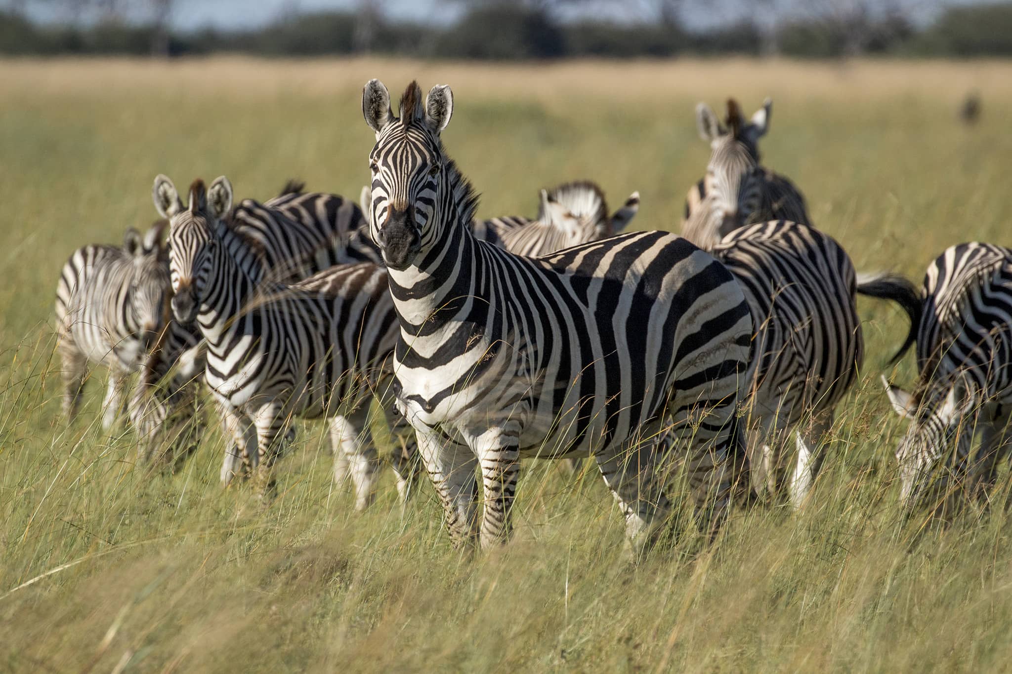 National animal botswana