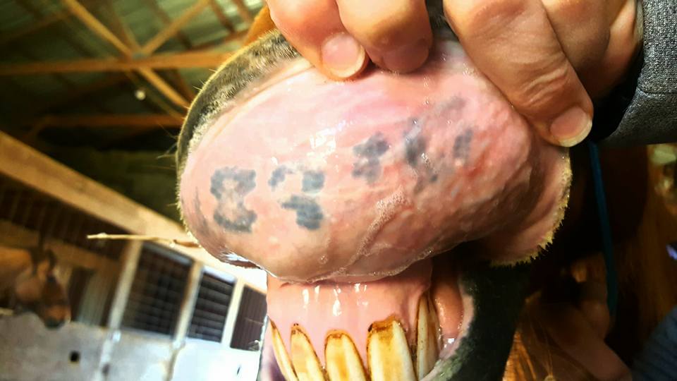 Tattoo Search - American Appendix Horse Association 540_x_960_jpg
