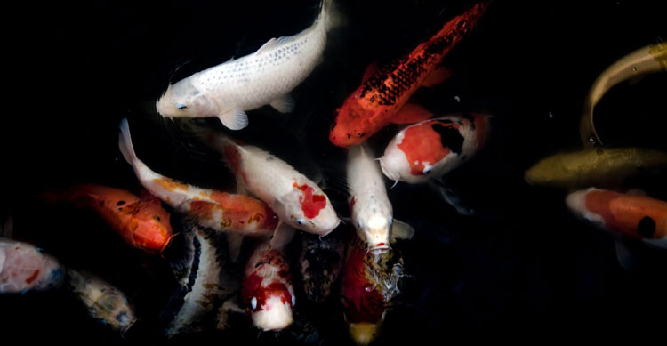 How Does PFAS Contamination Affect Local Ecosystems? How Does PFAS Contamination Affect Local Ecosystems?