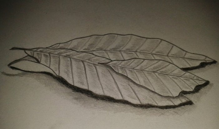 √ 15+ Gambar Sketsa Wajah, Pemandangan, Bunga (Lengkap) ... 411_X_700_jpg