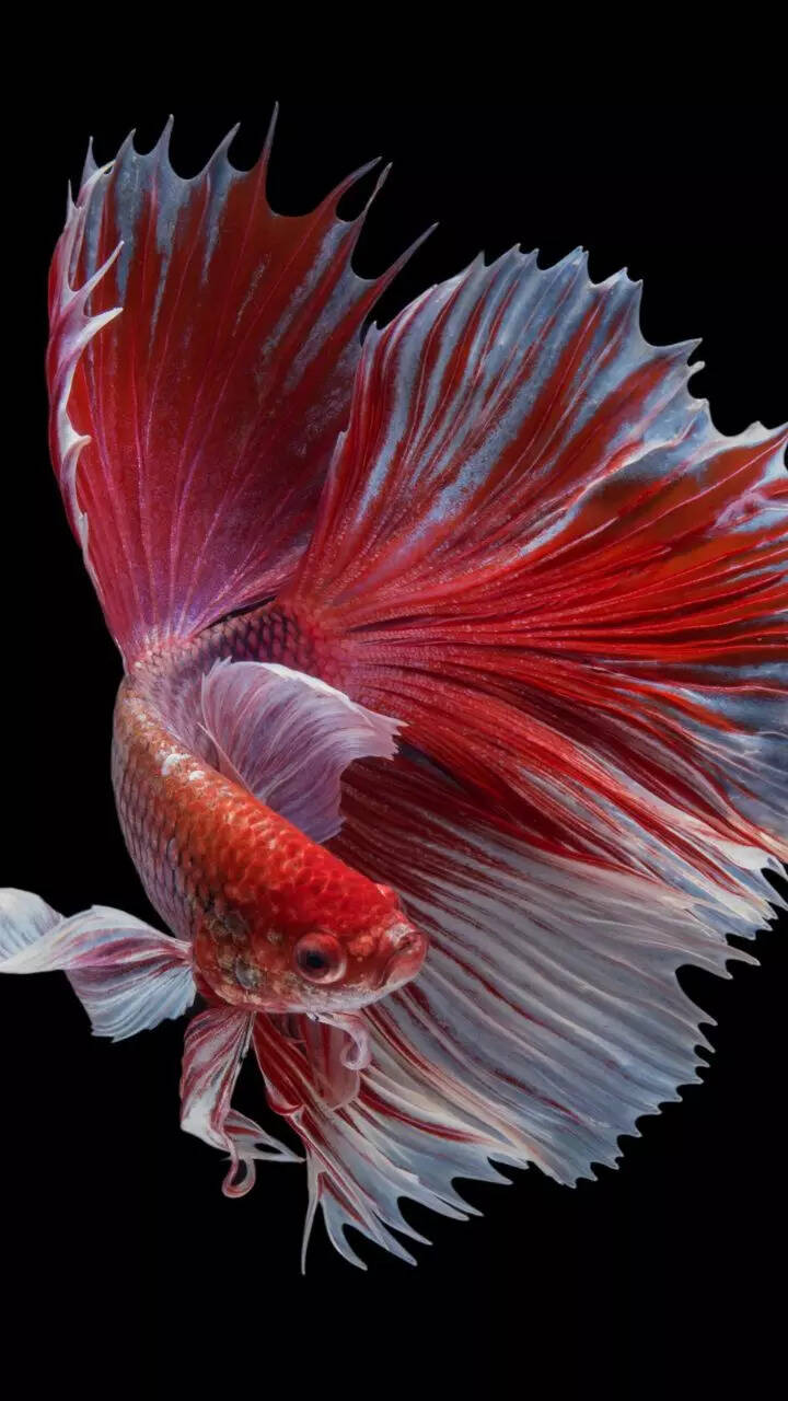 10 intelligent aquarium fish for beginners 10 intelligent aquarium fish for beginners