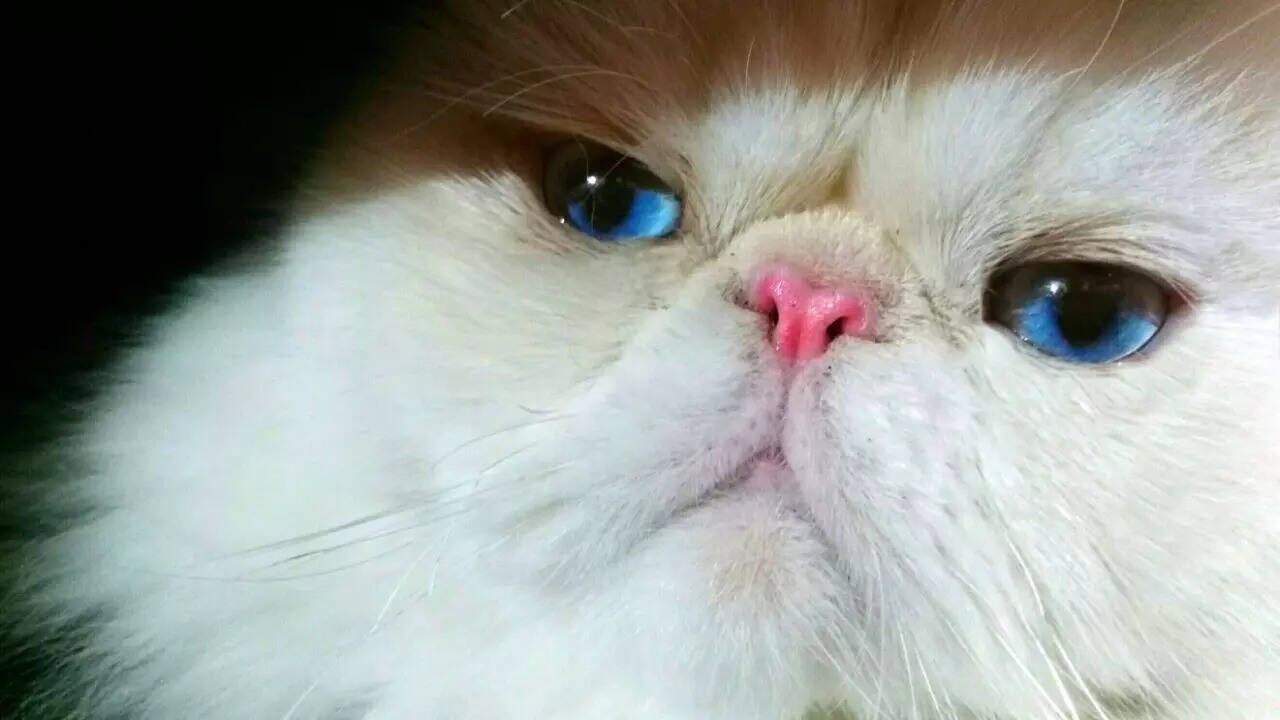 Chemistry teacher uses cat as teaching assistant, Education News, ET Education Chemistry teacher uses cat as teaching assistant, Education News, ET Education