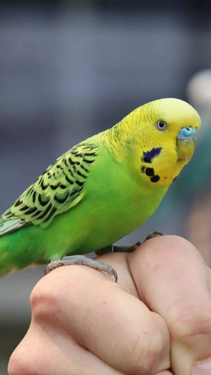 Top 10 easiest pet animals to take care of Top 10 easiest pet animals to take care of