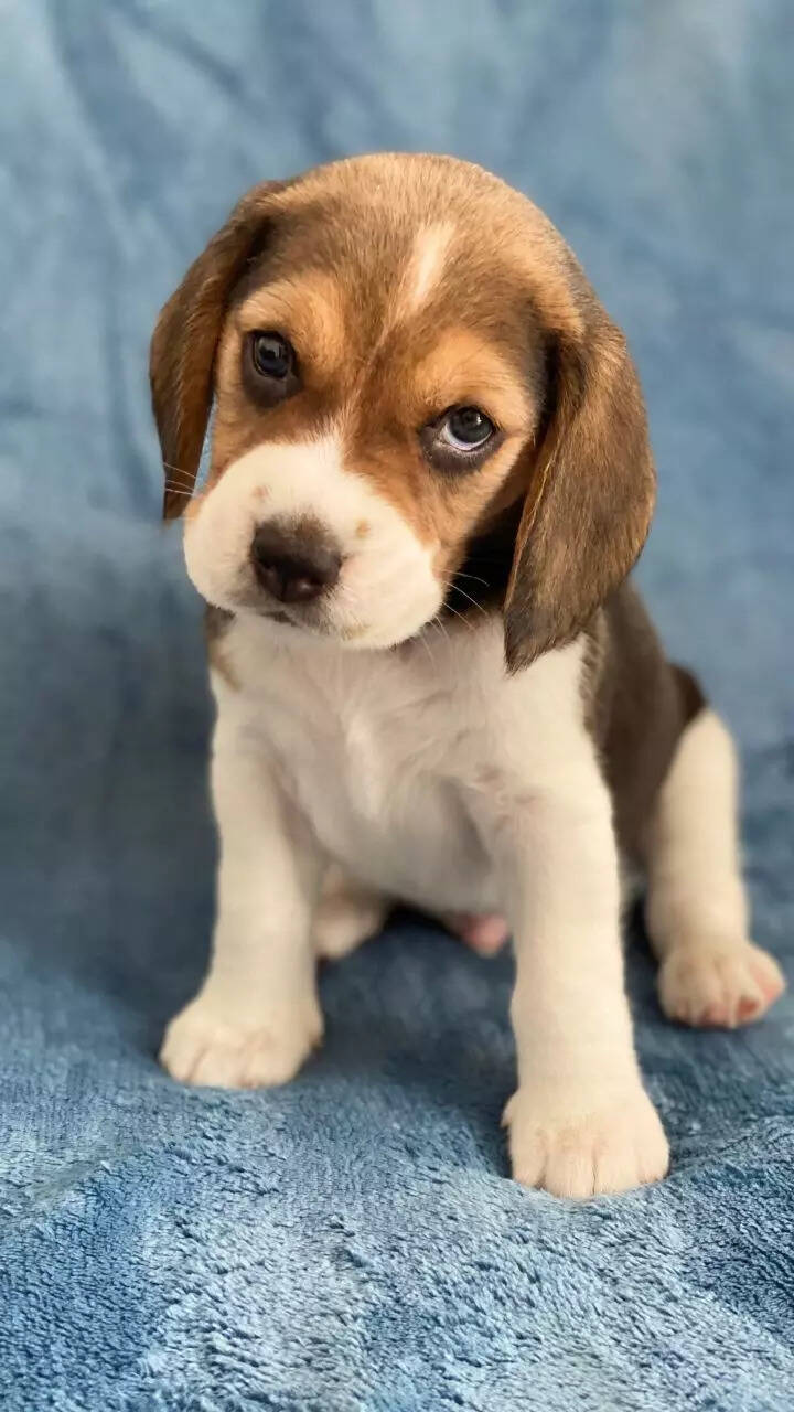 10 things to know before getting a pet Beagle puppy 10 things to know before getting a pet Beagle puppy