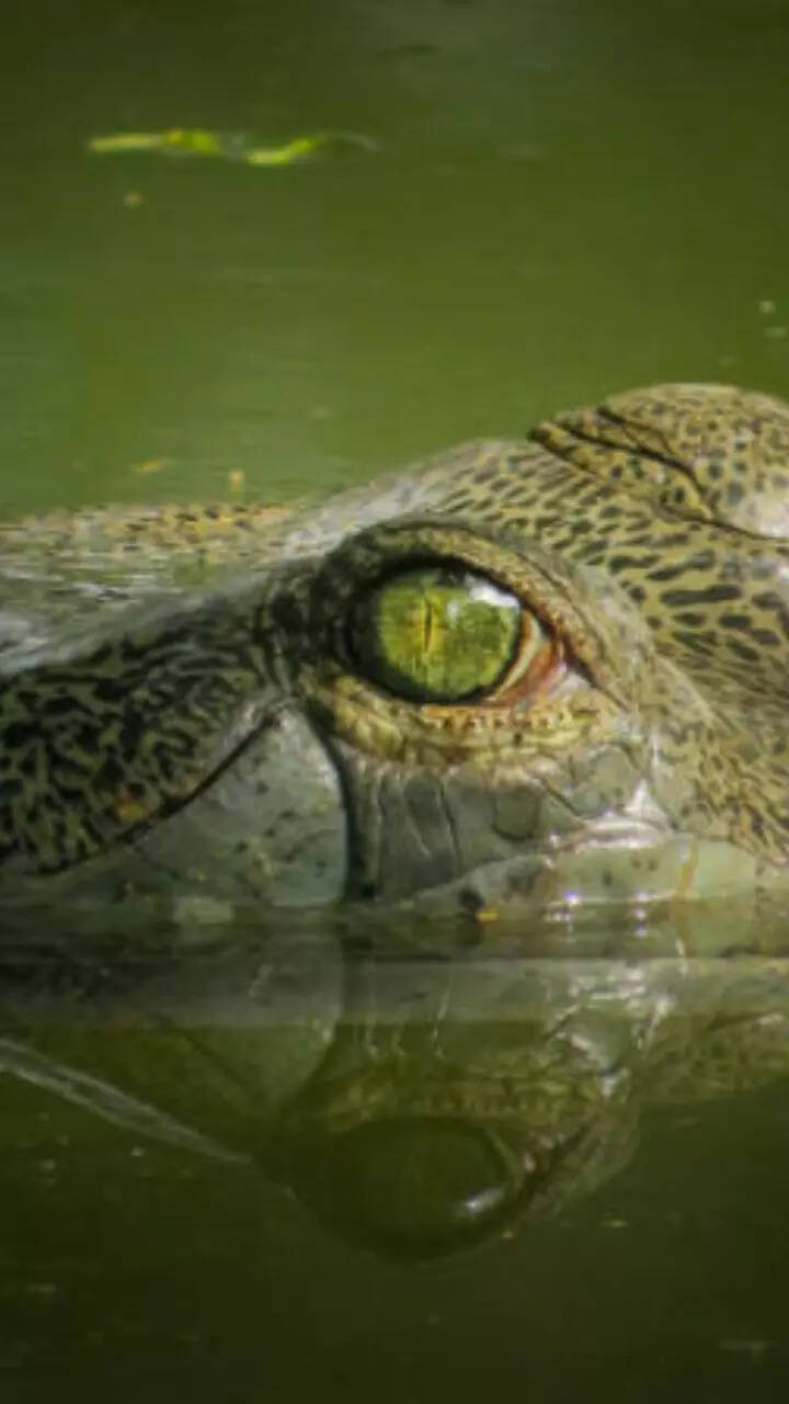 How do they survive? 10 animals that rarely eat How do they survive? 10 animals that rarely eat