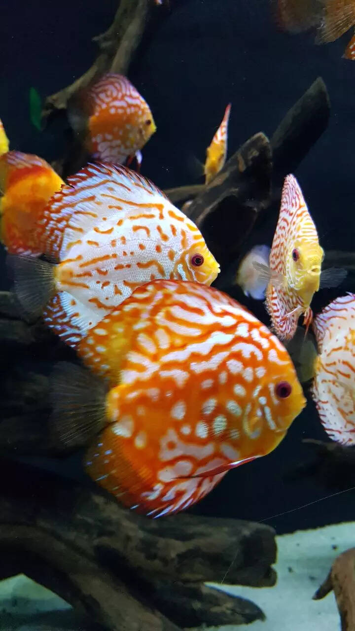 10 freshwater aquarium fish only experts should keep 10 freshwater aquarium fish only experts should keep