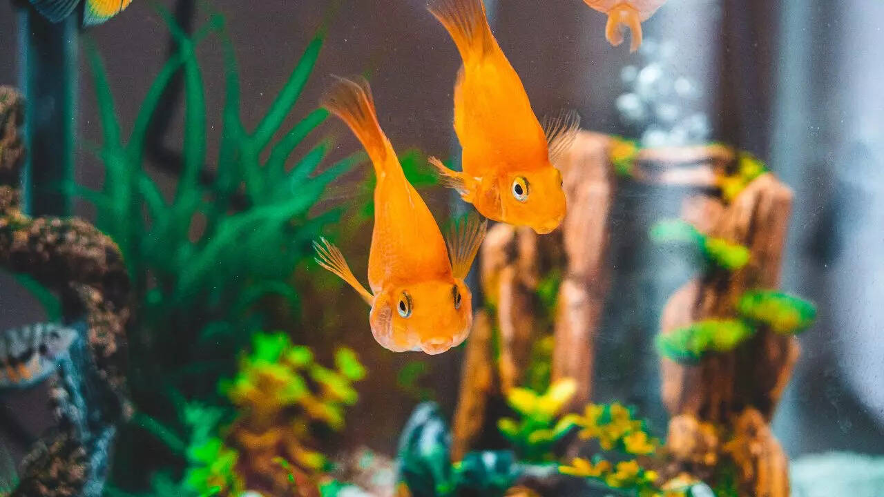 5 essential things one must know before getting a goldfish: Complete care guide 5 essential things one must know before getting a goldfish: Complete care guide