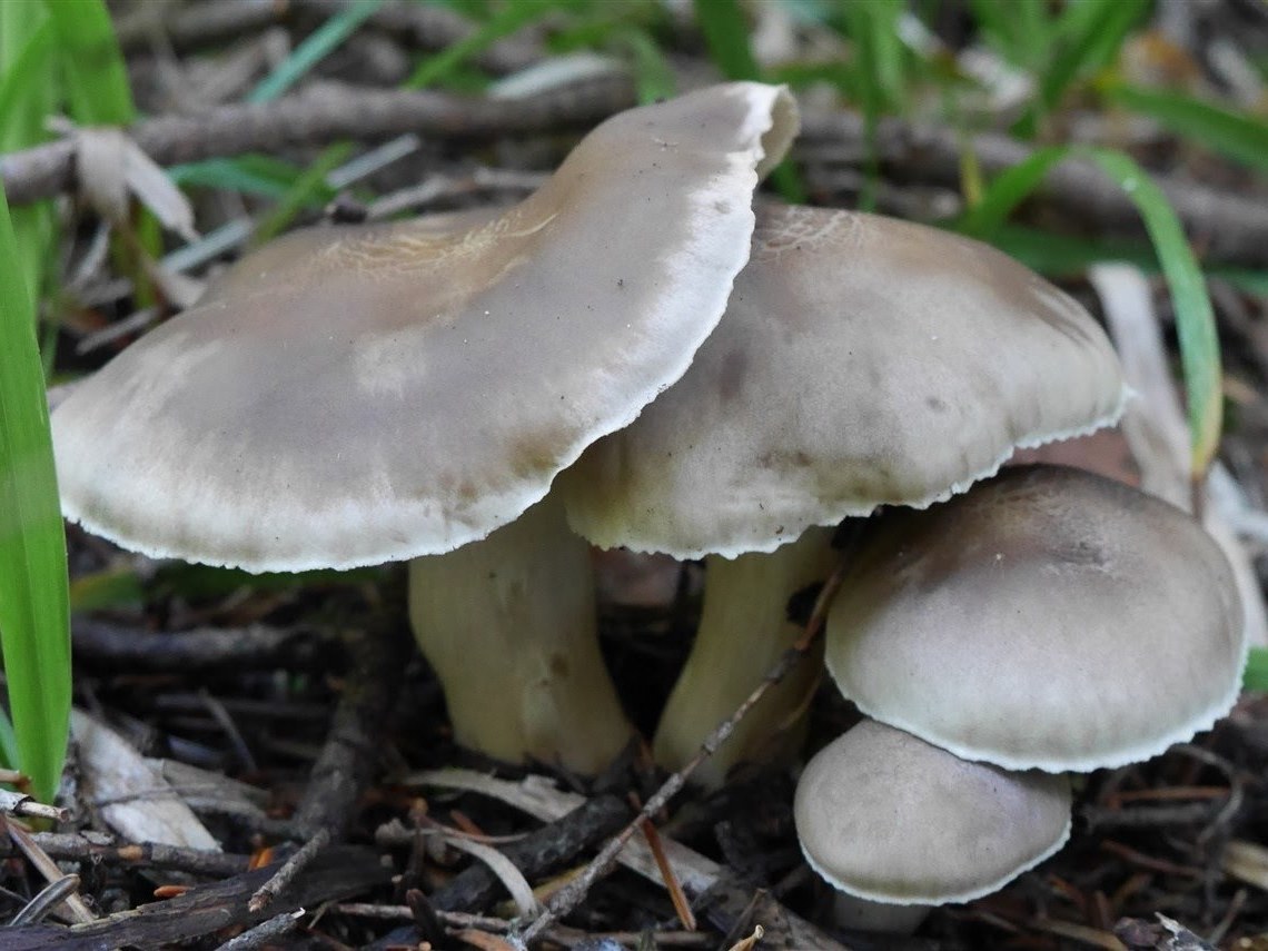 毒】ミネシメジの時期・特徴・見分け方・毒性・中毒症状・食べ方・調理方法 - 山菜図鑑