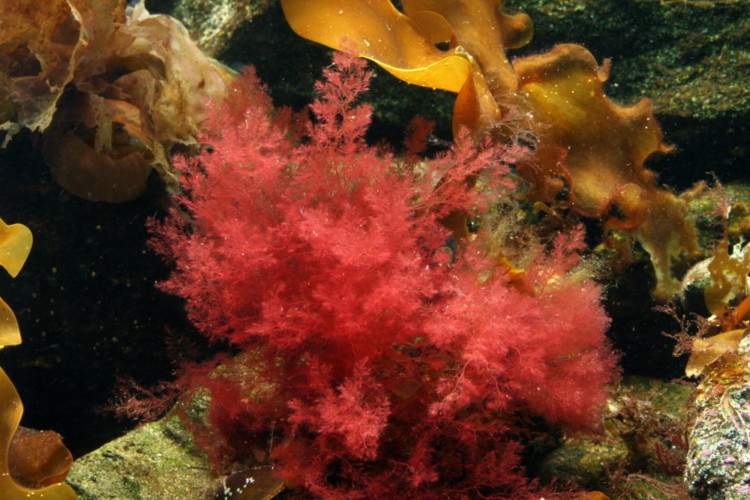 Pengertian Alga Merah dan Manfaat Bagi Kesehatan