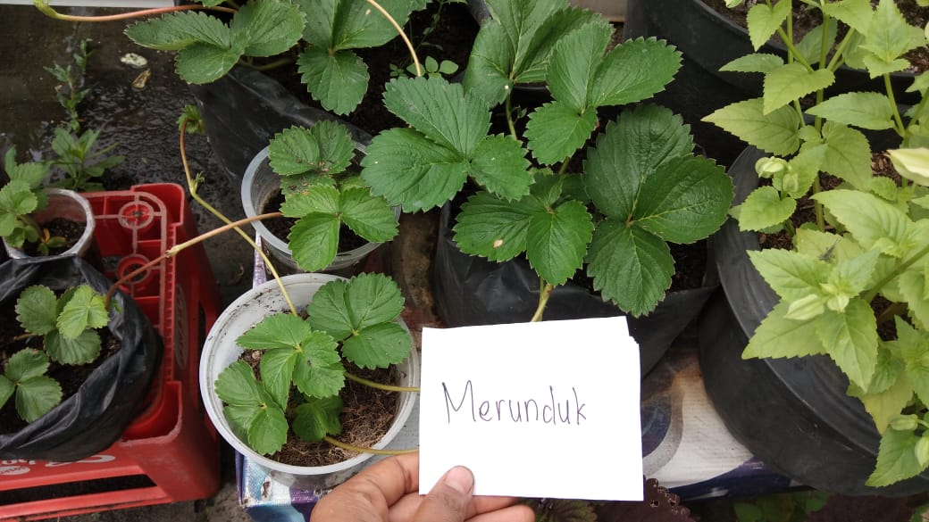 merunduk – SAYURANKITA