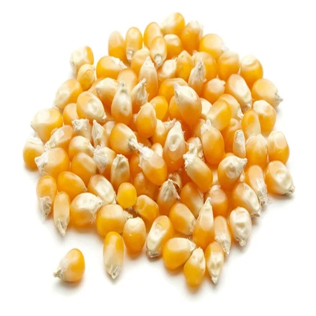 Jagung Jagung Pop Kering/jagung Popcorn Grosir Biji Jagung - Buy Kering  Jagung,Massal Jagung,Jagung Puff Product on Alibaba.com